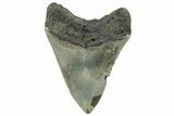 Serrated, Fossil Megalodon Tooth - North Carolina #298890-1